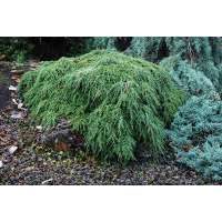 Tsuga canadensis'Pendula' 