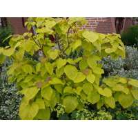 Catalpa bignonioides'Aurea' 