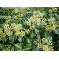 Hedera helix'Arborescens' 