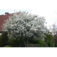 Malus'Braendkjaer' 