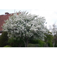 Malus'Braendkjaer' 