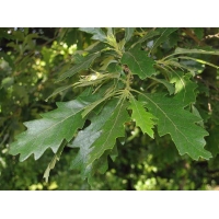 Quercus cerris 