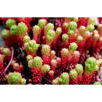 Sedum lydium