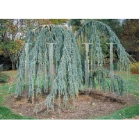 Cedrus libanii'Atlantica Glauca Pendula' 