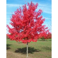Acer rubrum 