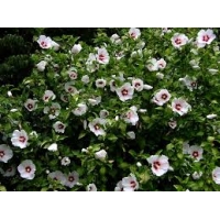 Hibiscus syriacus'Red Heart' 