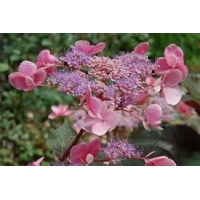 Hydrangea aspera'Hot Chocolate' 