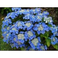 Hydrangea macrophylla'Blaumeise' 