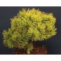 Pinus mugo'Wintersonne' 