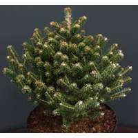 Abies koreana'Alpine Star' 