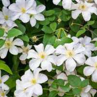 Clematis'Mevrouw Le Coultre' 