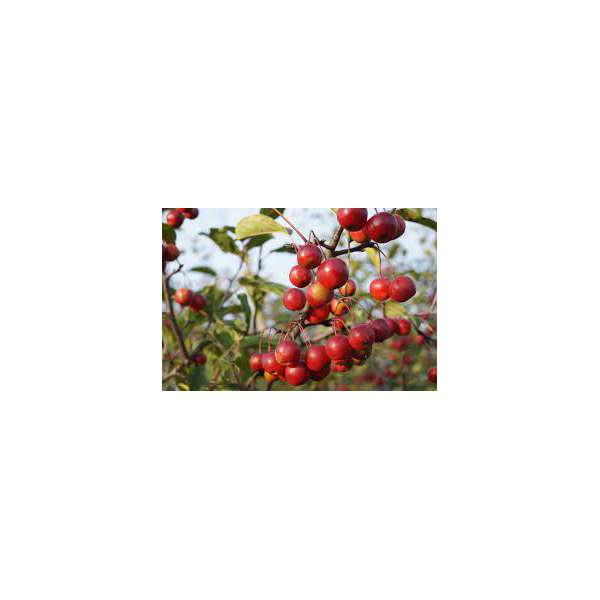 Malus'Ydun' 