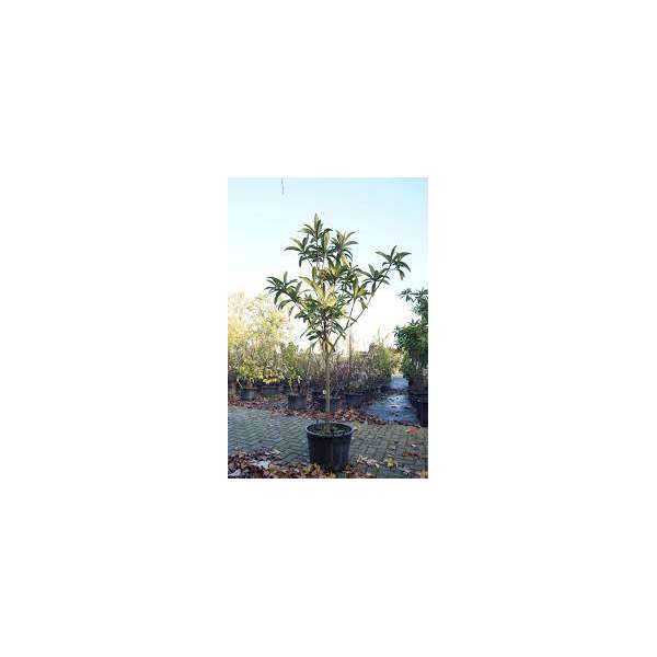 Eriobothrya japonica'Coppertone' 