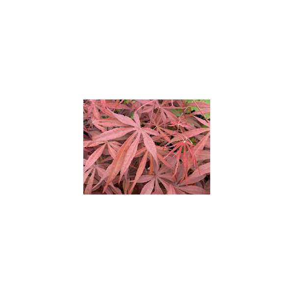 Acer palmatum'Pevé Dave' 