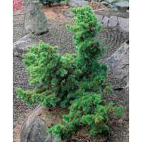 Cedrus libani brevifolia'Hillier's Compact' 