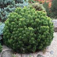 Pinus mugo'Bozidar' 