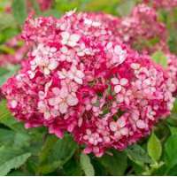 Hydrangea arborescens'Ruby Annabelle' 