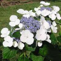 Hydrangea macrophylla'Libelle' 