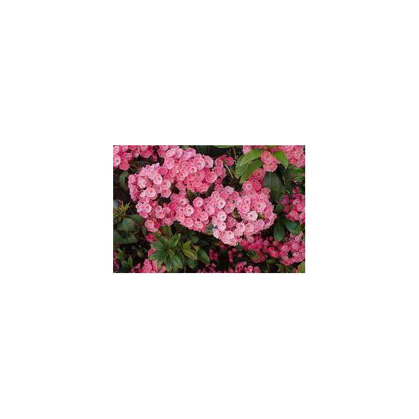 Kalmia latifolia'Kardinal' 