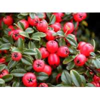 Cotoneaster suecicus'Coral Beauty' 