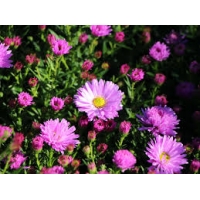 Aster dumosus'Herbstgruss von Bresserhof'