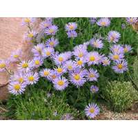 Aster alpinus