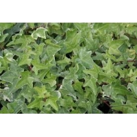 Hedera helix'Mona Lisa' 