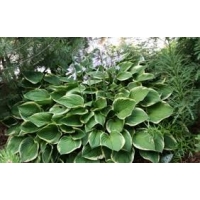 Hosta'Fortunei Aureomarginata'