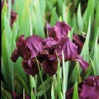 Iris pumila'Pastel Charme'