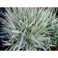 Holcus mollis'Albovariegatus'