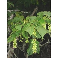 Acer pensylvanicum 
