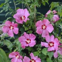 Hibiscus syriacus'Woodbridge' 