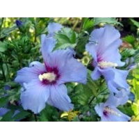 Hibiscus syriacus'Oiseau Blue' 