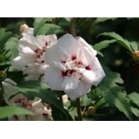 Hibiscus syriacus'Speciosus' 