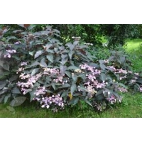 Hydrangea aspera'Hot Chocolate' 