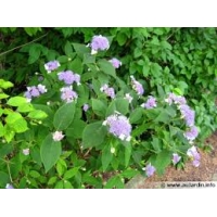Hydrangea involucrata 