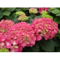 Hydrangea macrophylla'Freudenstein' 