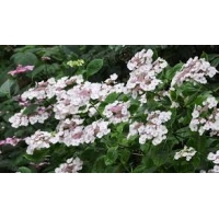 Hydrangea macrophylla'Libelle' 