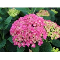 Hydrangea macrophylla'Red Baron' 