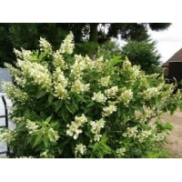 Hydrangea paniculata'Kyushu' 