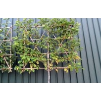 Magnolia'Kobus' leivorm 