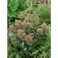 Skimmia japonica'White Globe' 