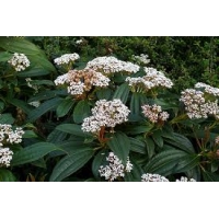 Viburnum davidii 