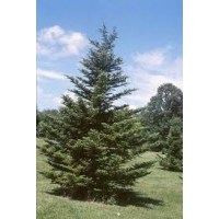Abies homolepis 