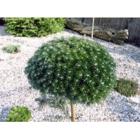 Abies koreana'Kristallkugel' 
