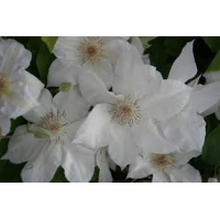 Clematis patens'Valge Daam' 