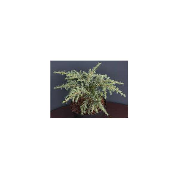 Cedrus libani'Italie' 