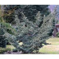 Juniperus squamata'Meyeri' 