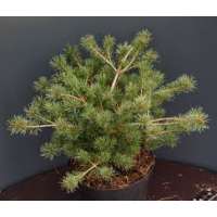 Pinus parviflora'Kenwith' 