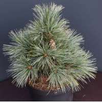 Pinus strobus'Smokey Hollow' 